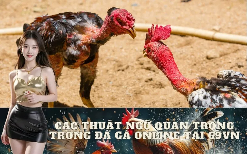 Các thuật ngữ quan trọng trong đá gà online tại 69vn