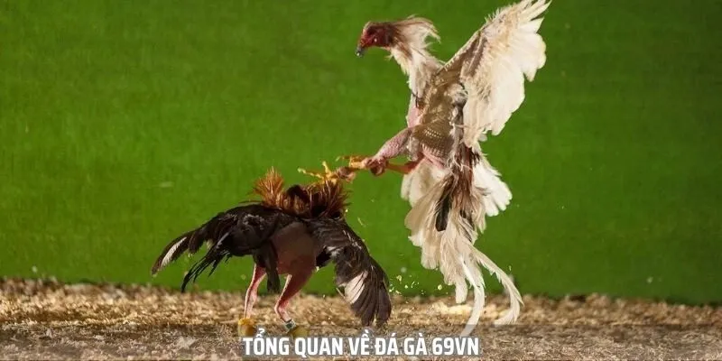 đá gà 69vn